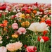 Byredo Flowerhead / Квітковий ринок в NY DoopFragrance