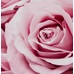 Tom Ford Rose Prick / Троянда Прік DoopFragrance